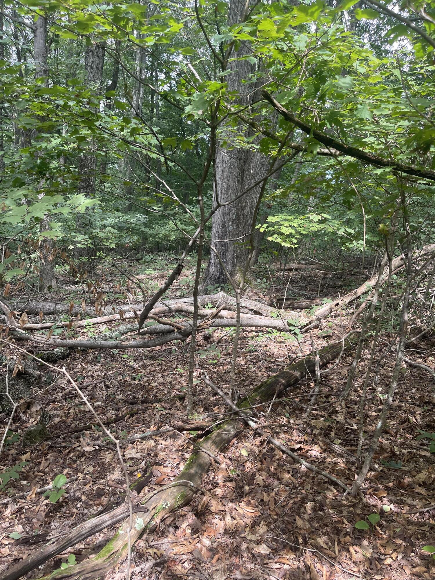 Lot 48 Chimney Top Lane, Unit 48 Chuckey, TN 37641 - Photo 11 of 15 B1E4DB4E-55B2-4871-87E3-E46754B62294