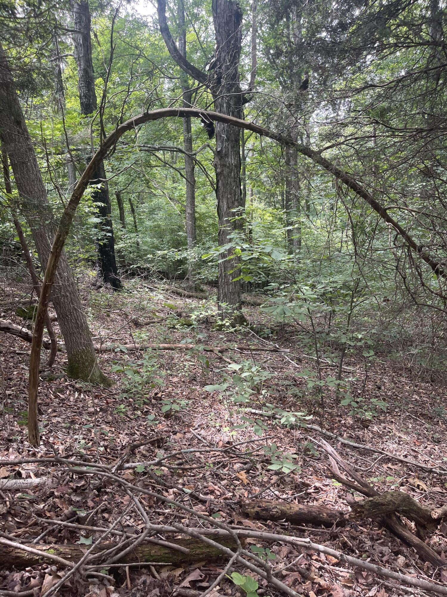 Lot 48 Chimney Top Lane, Unit 48 Chuckey, TN 37641 - Photo 12 of 15 E02573C3-5120-4EA0-9F9E-990F1A4EB322