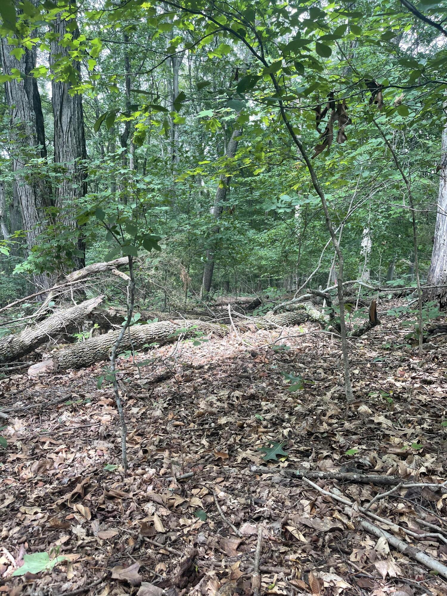 Lot 48 Chimney Top Lane, Unit 48 Chuckey, TN 37641 - Photo 14 of 15 F7671CE5-EBE8-4156-9AB1-2DBD9045CFD5