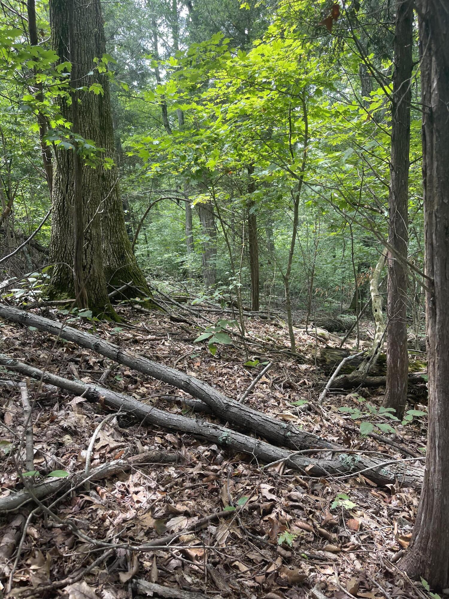 Lot 48 Chimney Top Lane, Unit 48 Chuckey, TN 37641 - Photo 15 of 15 7E6BE5C2-CC69-4A3D-9012-9B9429F19AB4