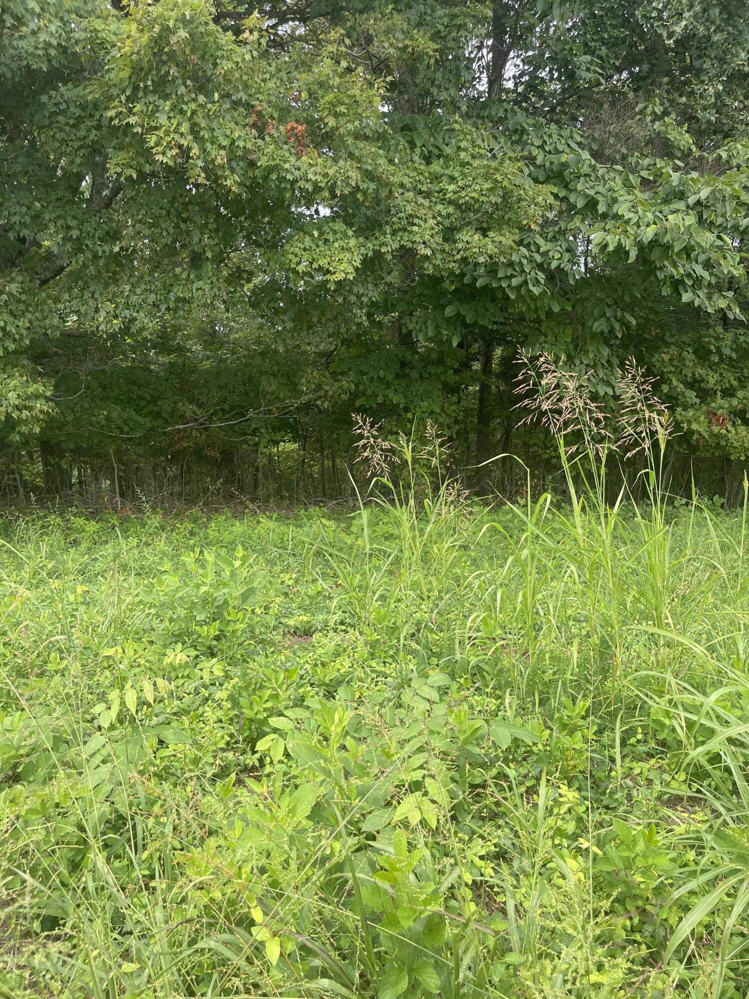 Lot 48 Chimney Top Lane, Unit 48 Chuckey, TN 37641 - Photo 10 of 15 AB9888E0-1A0A-4364-AE67-044D4F79D2BE