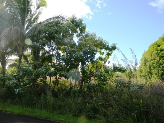 189 Pohakupele Loop Pahoa, HI 96778 - Photo 5 of 8 a view of a tree in a yard