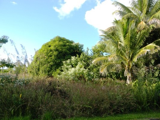 189 Pohakupele Loop Pahoa, HI 96778 - Photo 6 of 8 a view of a garden