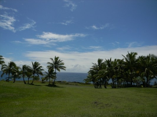 189 Pohakupele Loop Pahoa, HI 96778 - Photo 8 of 8 a couple of palm trees sitting in the grass