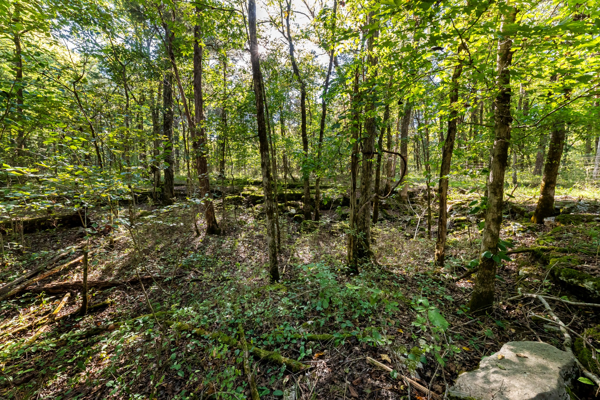 146 Paschal Road Unionville, TN 37180 - Photo 11 of 39 Gallery Image 11