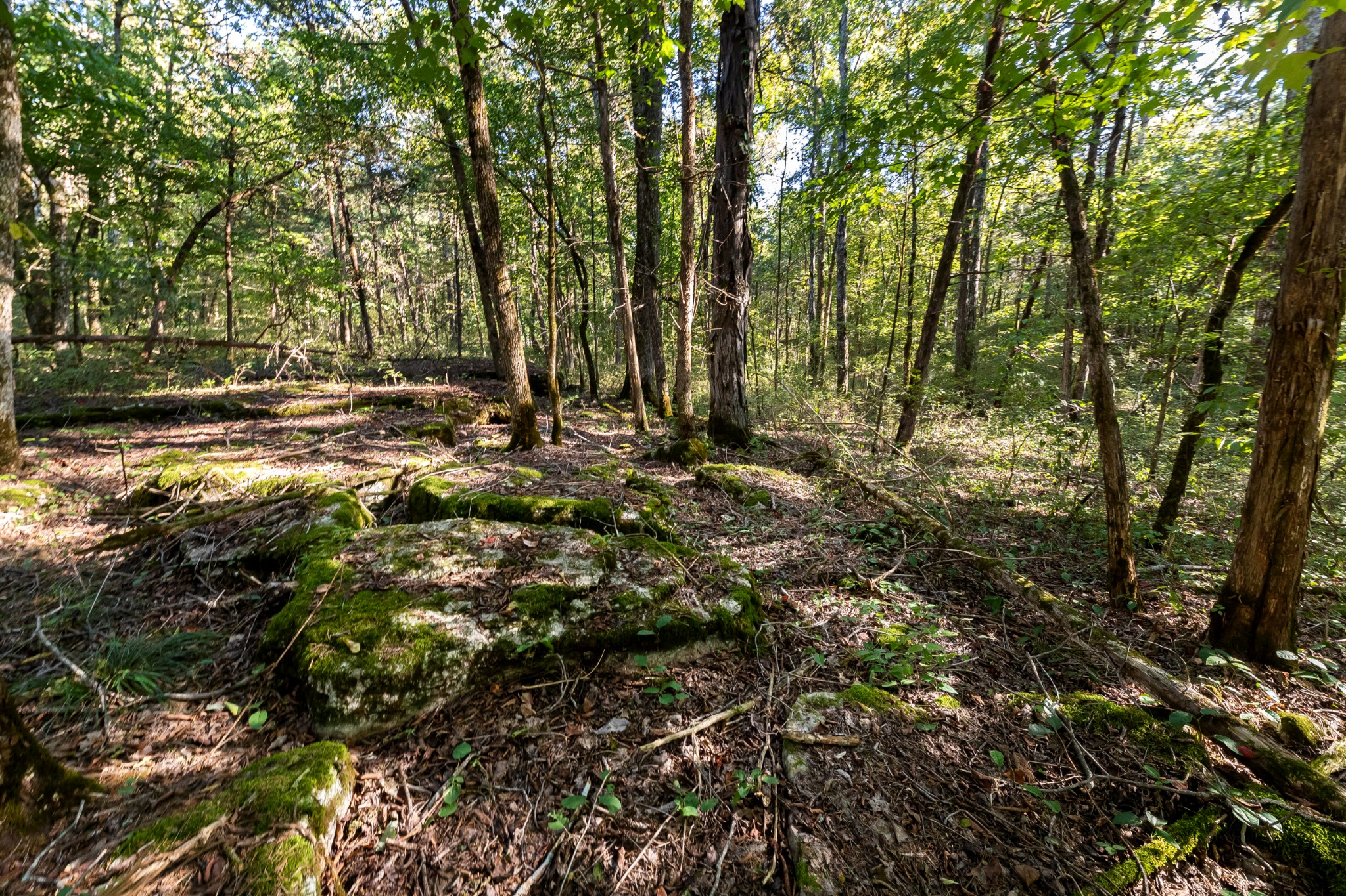 146 Paschal Road Unionville, TN 37180 - Photo 10 of 39 Gallery Image 10