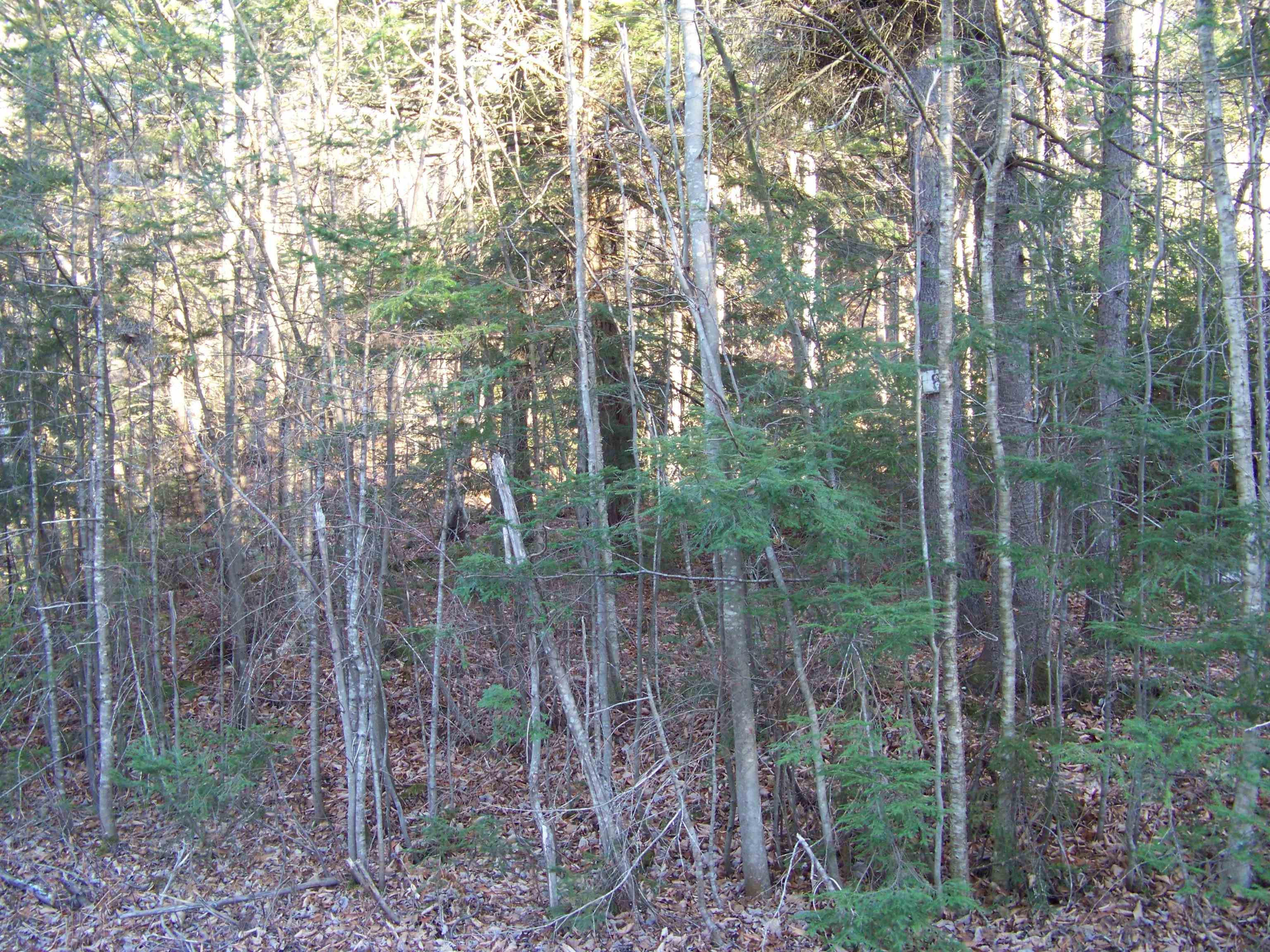 278 Edwins Pond Road Rochester, VT 05767 - Photo 3 of 4
