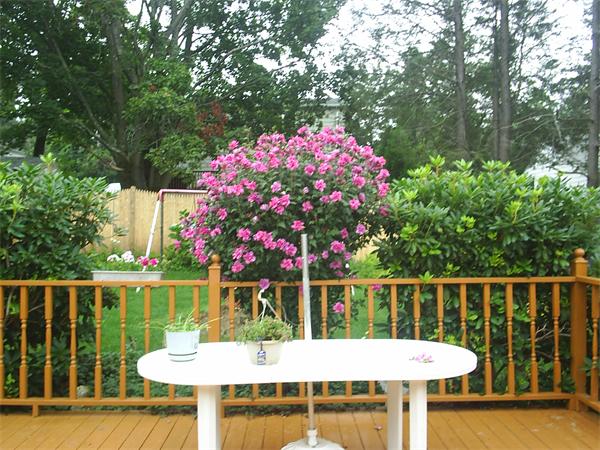 28 Brewster Road Worcester, MA 01602 - Photo 15 of 16 Gallery Image 15