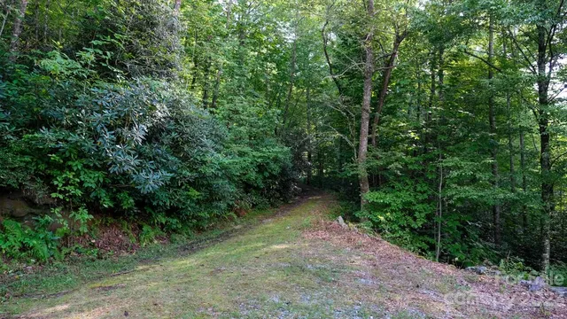a view of a pathway of a forest