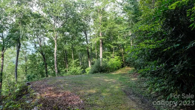 a view of a lush green forest