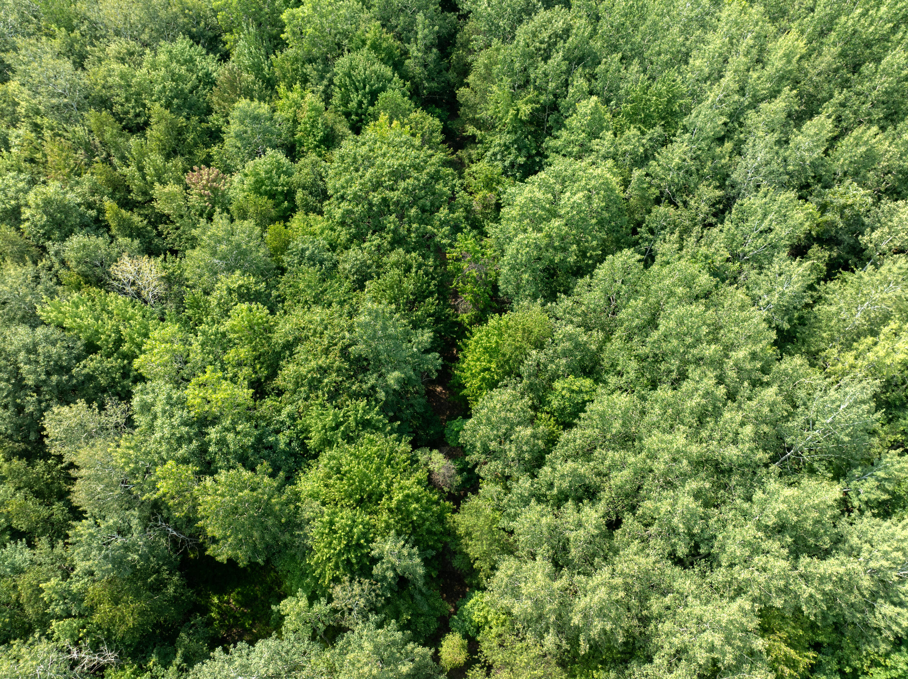 West Peet Road Elsie, MI 48831 - Photo 6 of 22 DJI_0556