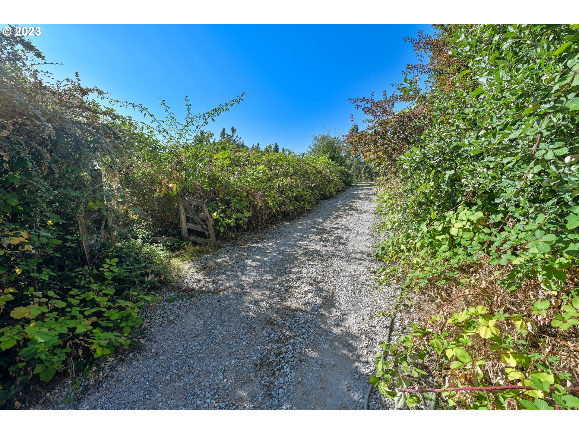 16913 South Hattan Road Oregon City, OR 97045 - Photo 36 of 44 a view of a yard with an trees