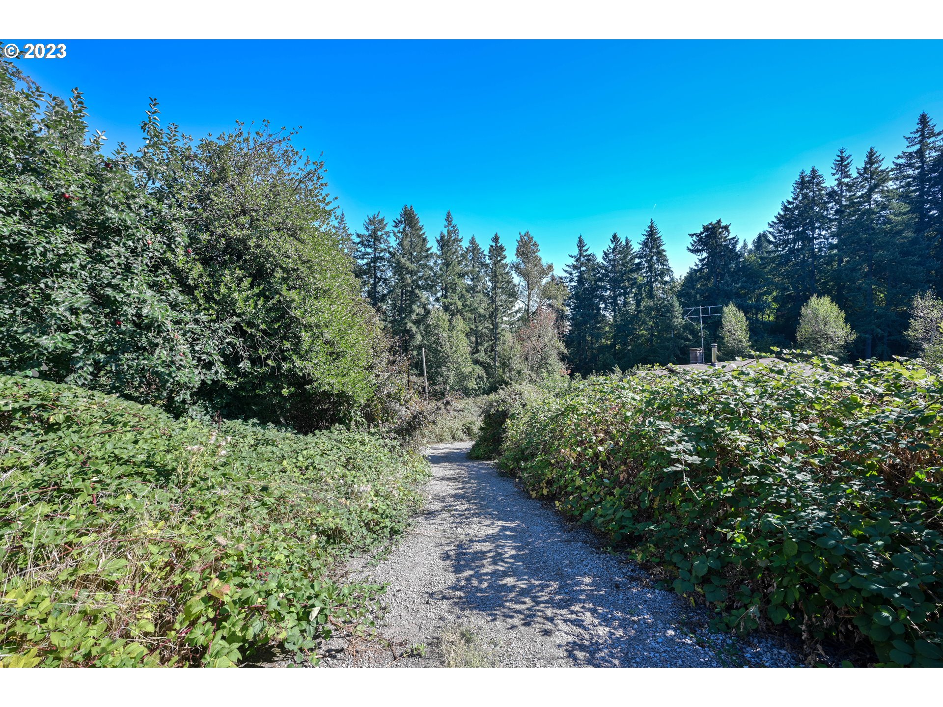 16913 South Hattan Road Oregon City, OR 97045 - Photo 38 of 44 a view of a yard with a tree