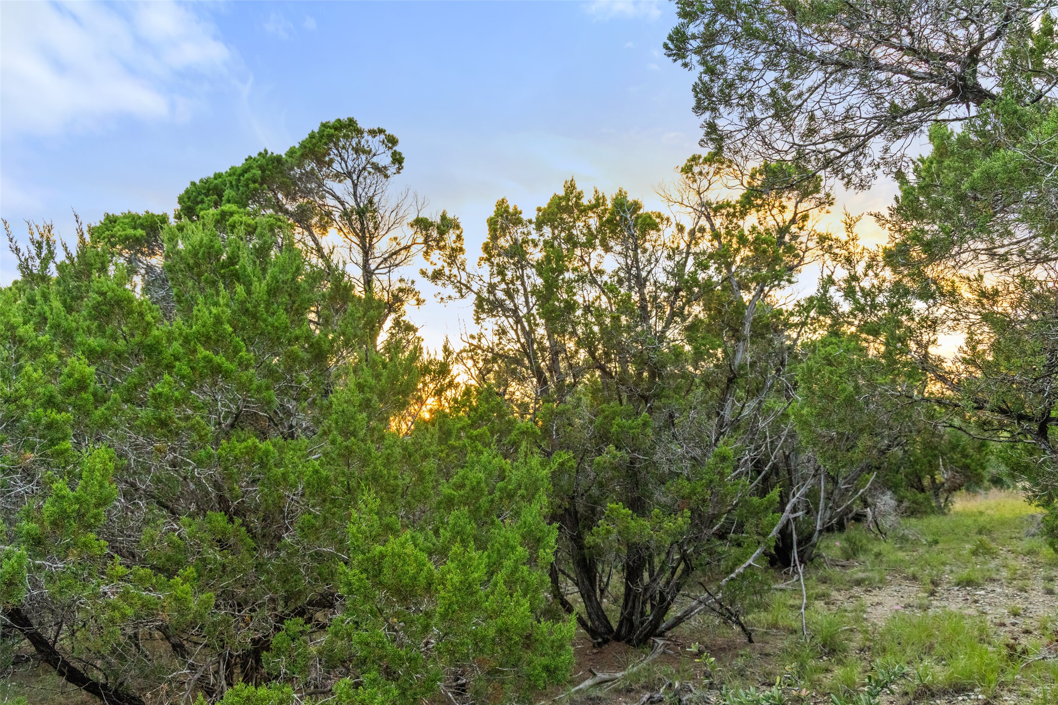 31860 Mirela Ann Road Dripping Springs, TX 78620 - Photo 10 of 20