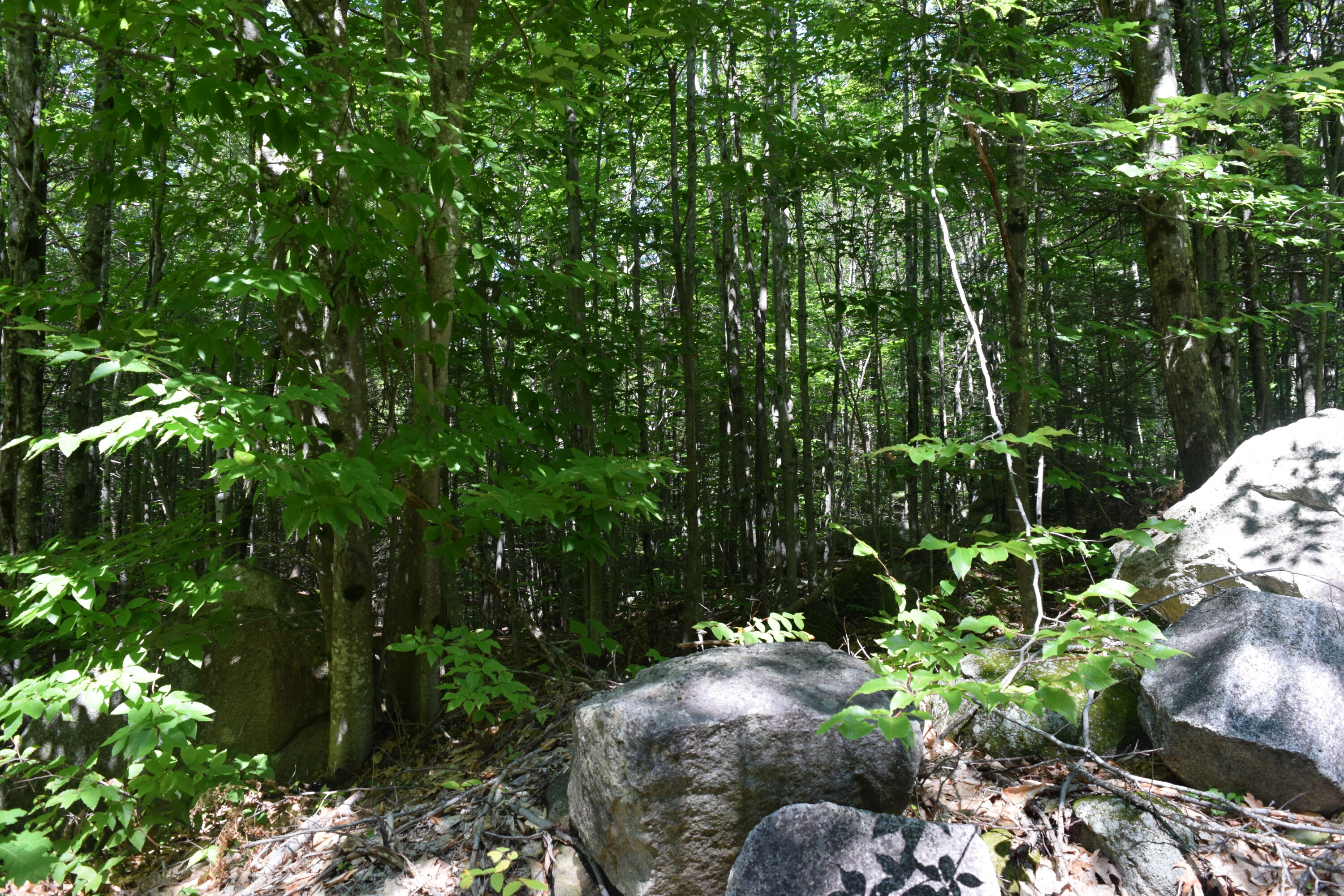 Map3-lot8d Hall Road Sebago, ME 04029 - Photo 7 of 12 DSC_0006