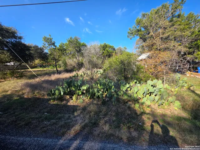 a view of a yard with plants and tree