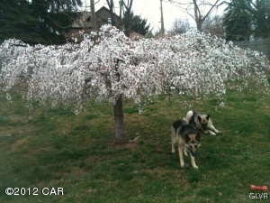 Spring Tree