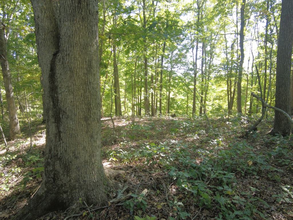 16 Black Hollow Road Peebles, OH 45660 - Photo 27 of 39