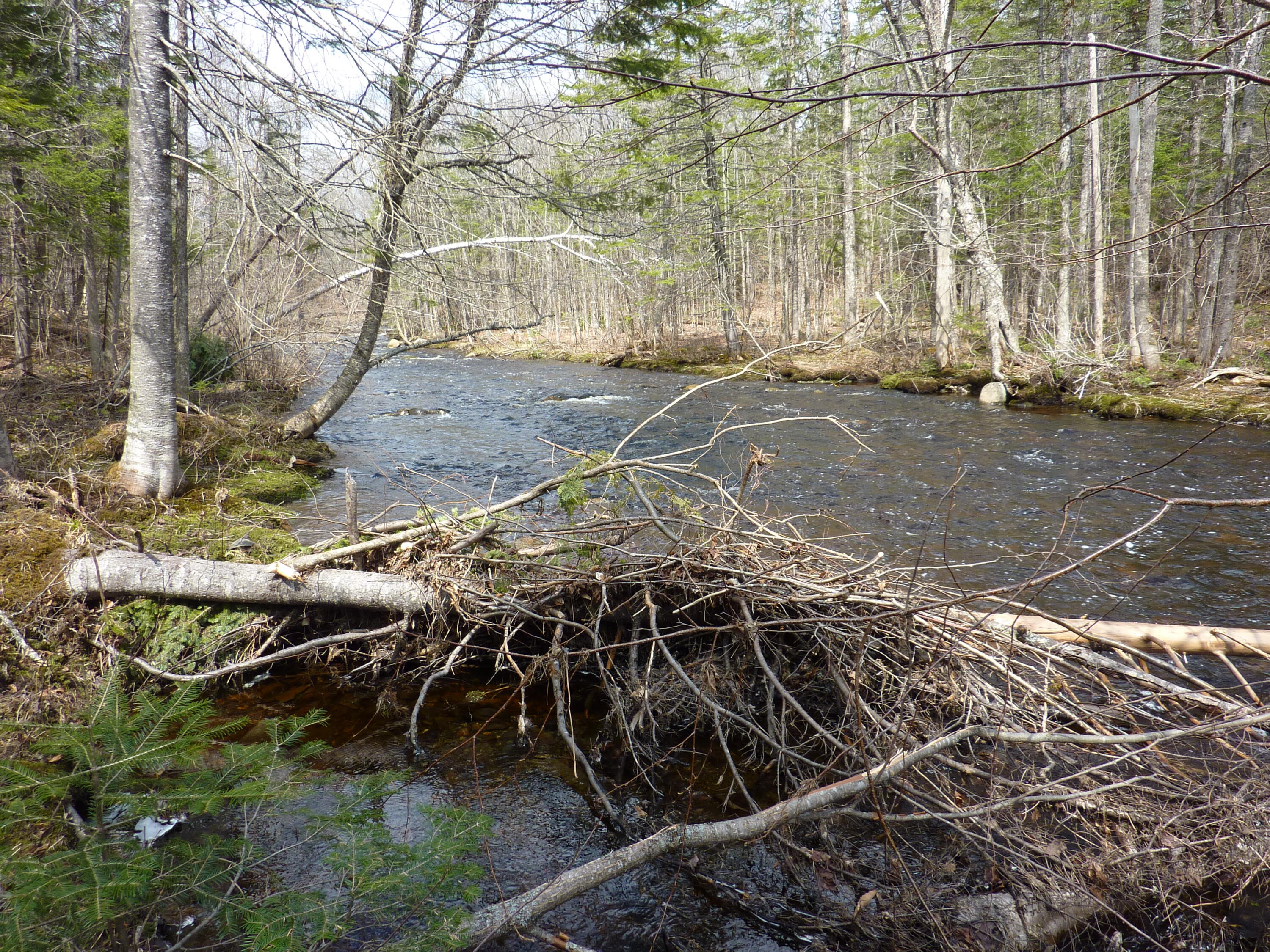 17 Kingsbury Road Wellington, ME 04942 - Photo 27 of 30 P1020596
