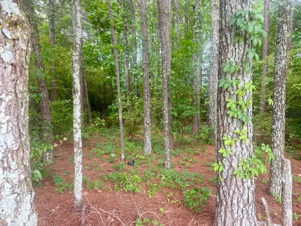 an aerial view of a forest