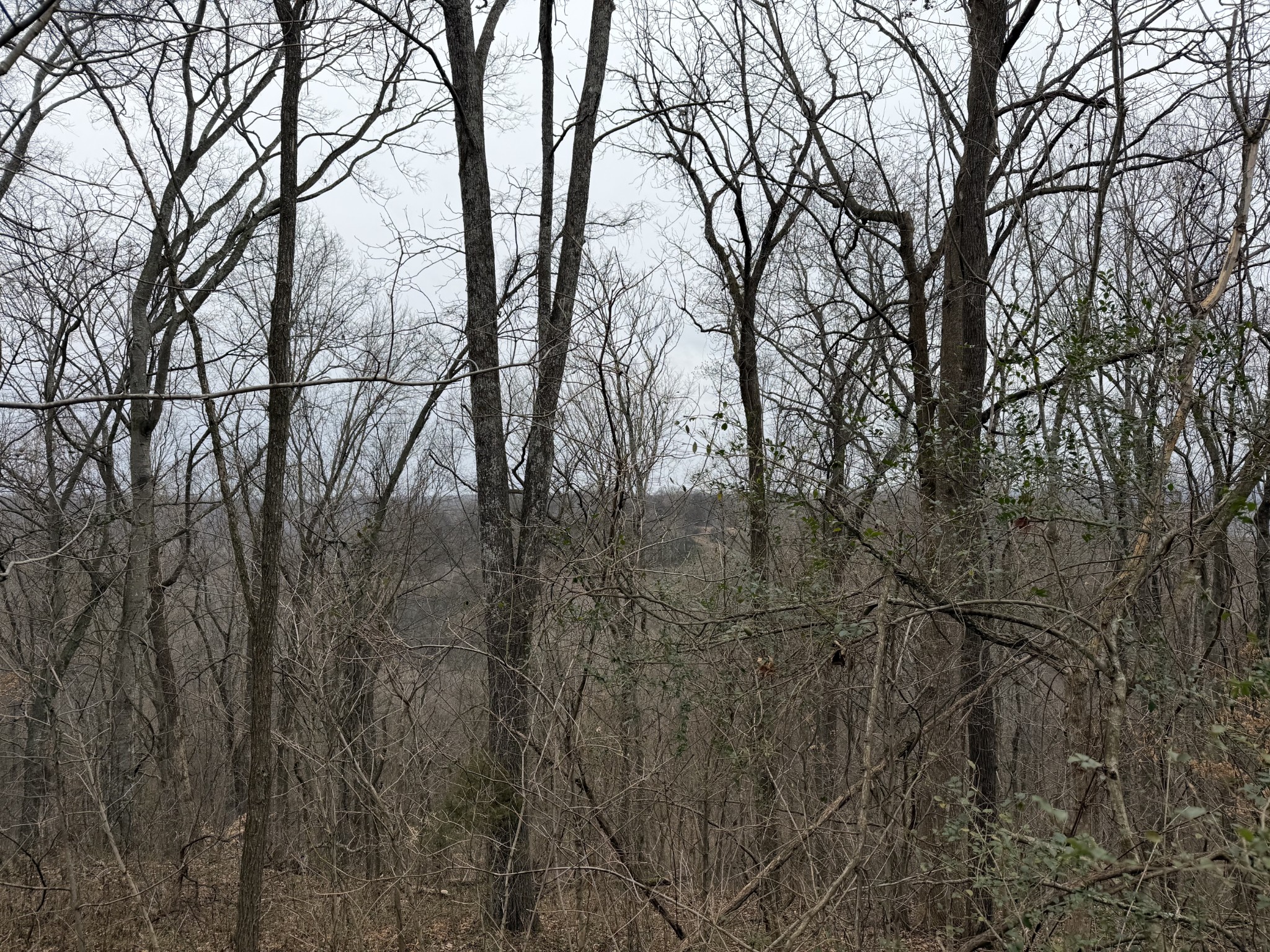 0 Old Kettle Mills Road Hampshire, TN 38461 - Photo 11 of 16 a view of forest