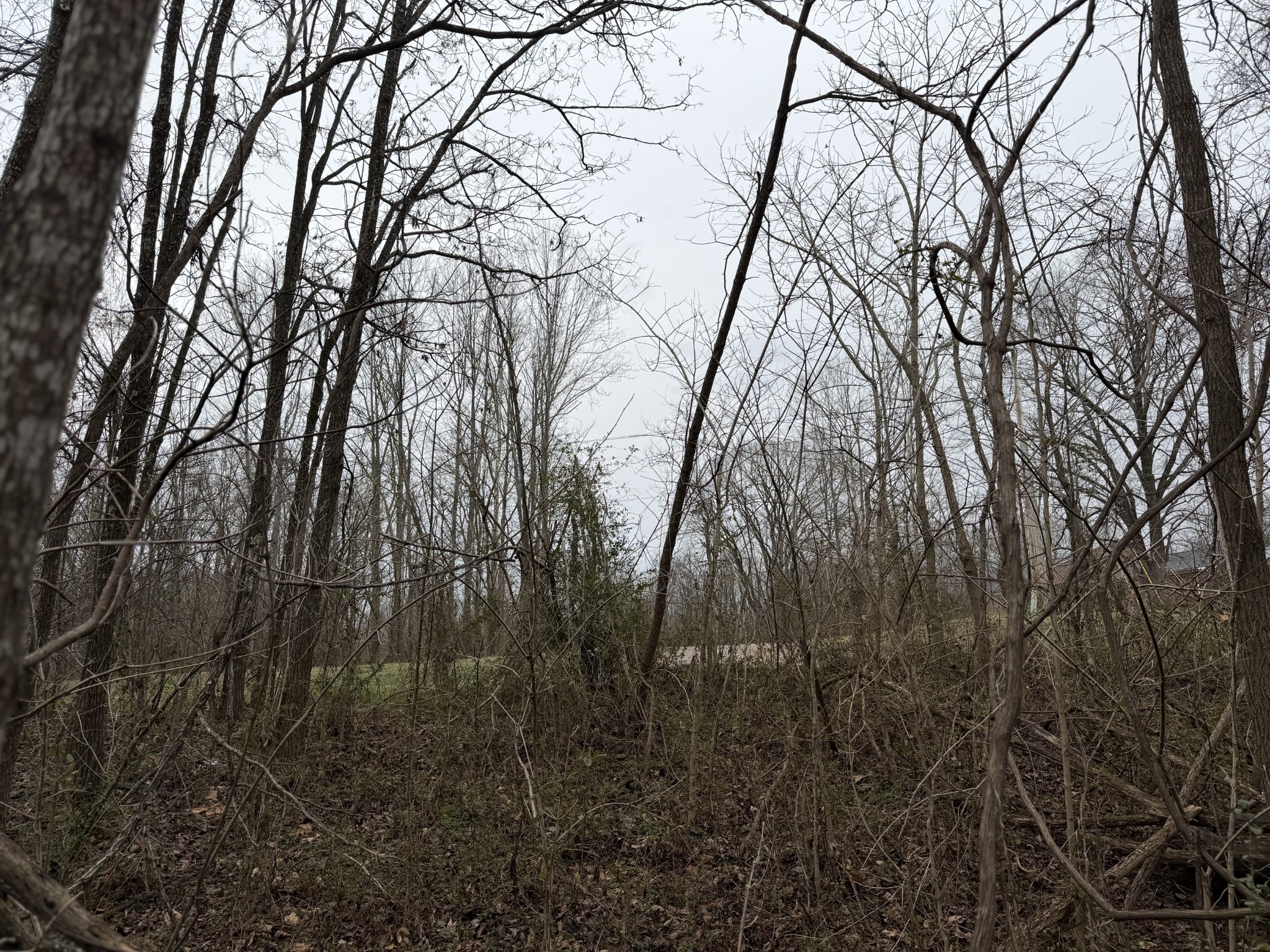 0 Old Kettle Mills Road Hampshire, TN 38461 - Photo 12 of 16 a view of forest