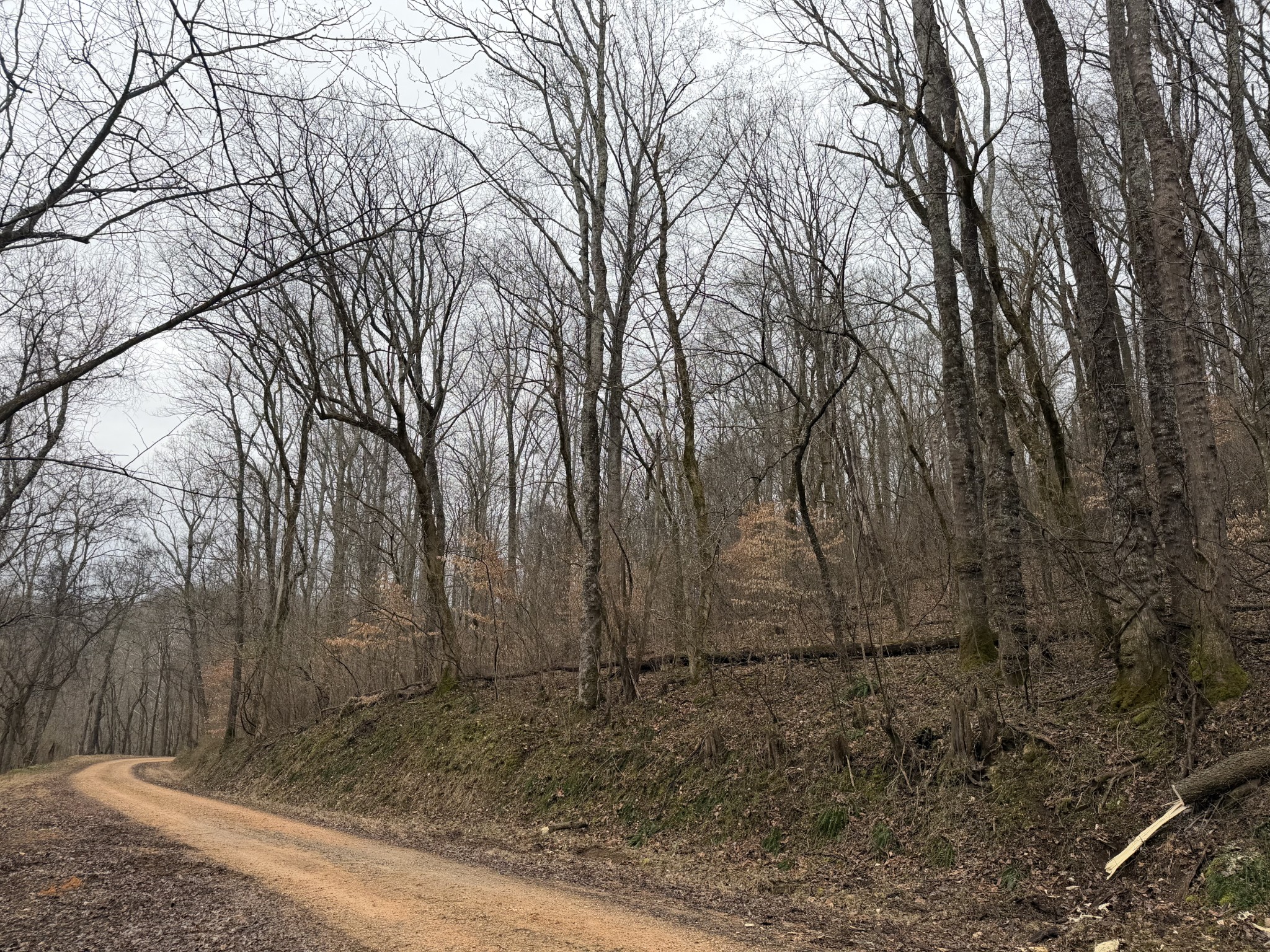 0 Old Kettle Mills Road Hampshire, TN 38461 - Photo 13 of 16 a view of a backyard of the house
