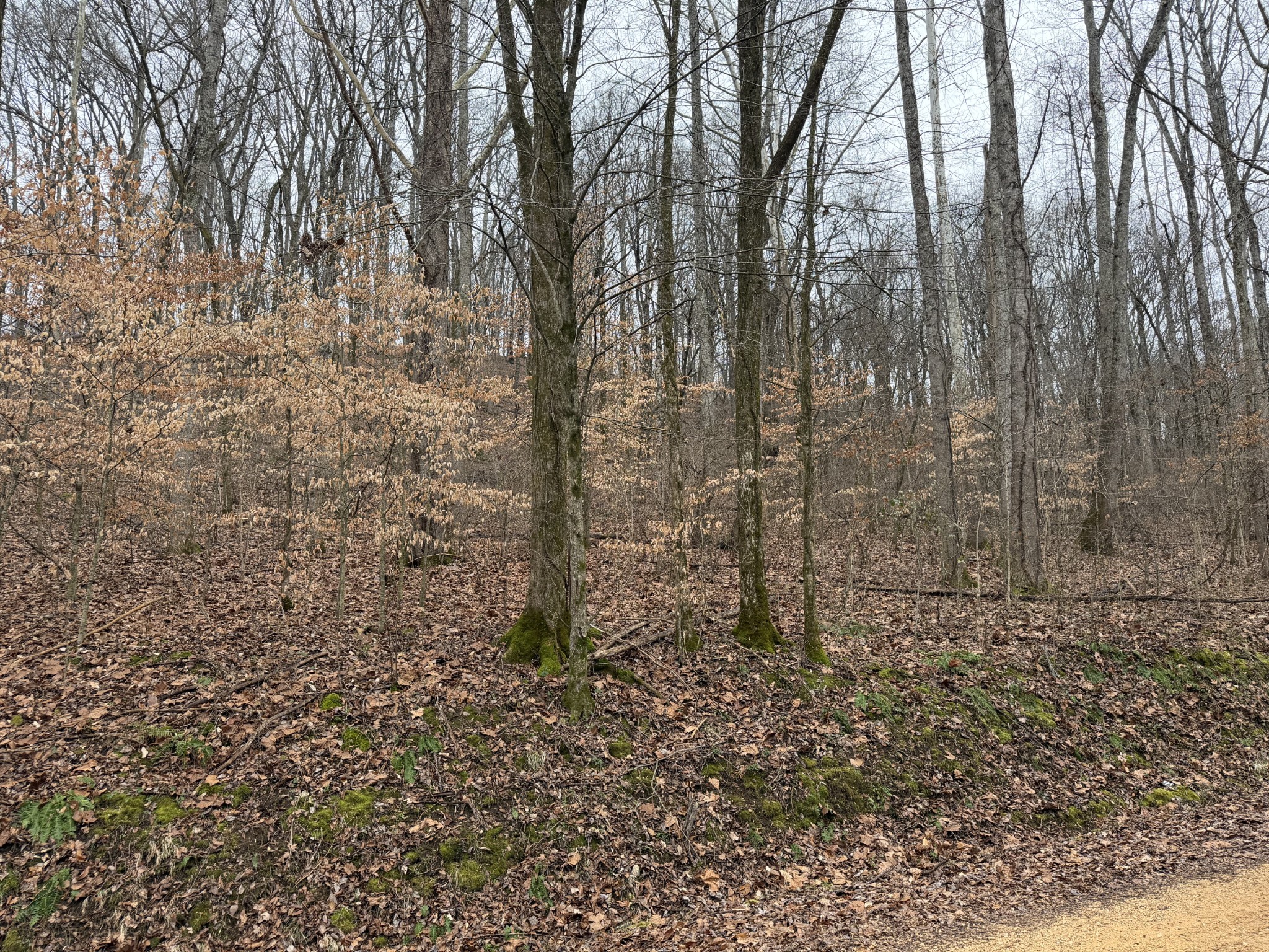 0 Old Kettle Mills Road Hampshire, TN 38461 - Photo 15 of 16 a view of a yard with trees in the background