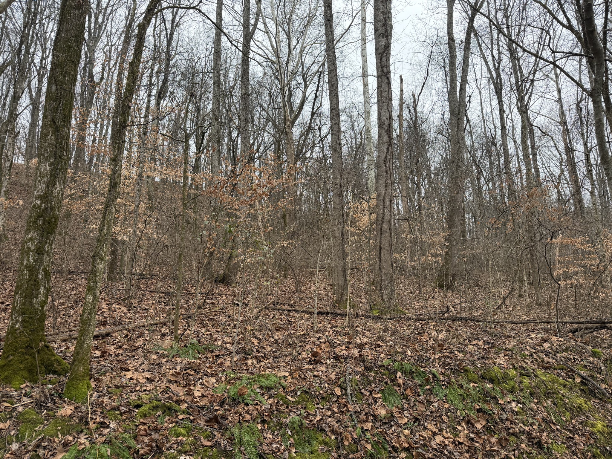 0 Old Kettle Mills Road Hampshire, TN 38461 - Photo 16 of 16 a view of wooden floor