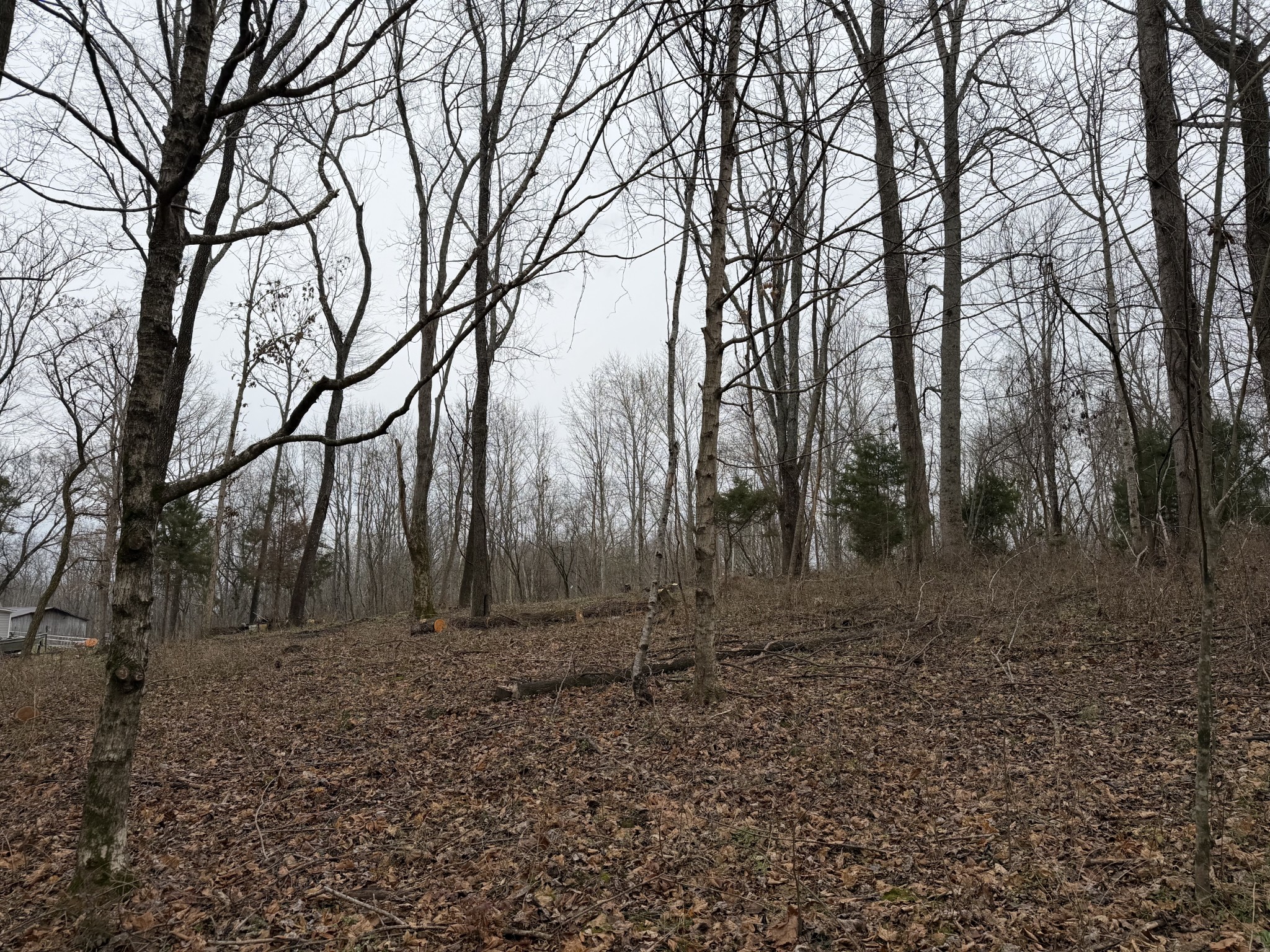 0 Old Kettle Mills Road Hampshire, TN 38461 - Photo 10 of 16 a view of outdoor space with lots of trees