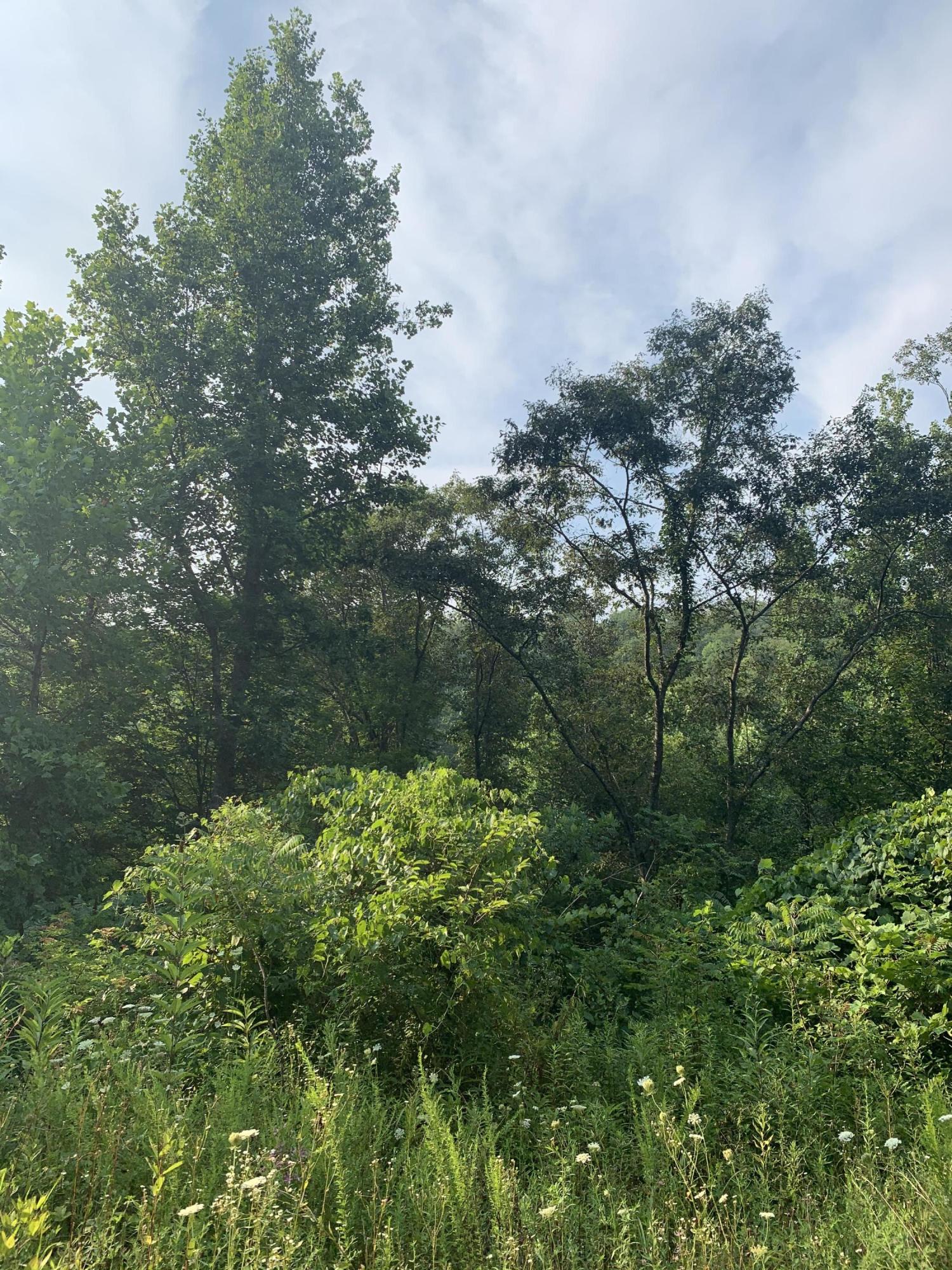 9999 Chestnut Branch Road Manchester, KY 40962 - Photo 13 of 28 BCA7B9BB-B366-4CED-89C8-26291C884847