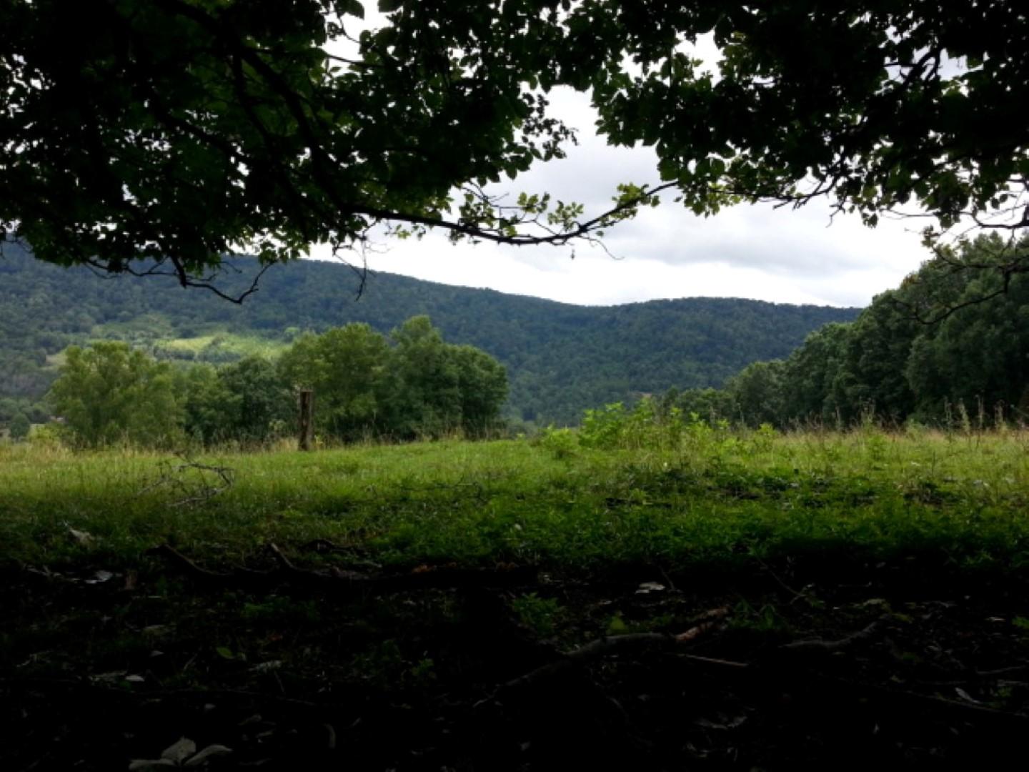 25.76 Acres Road Tazewell, TN 37879 - Photo 2 of 30 20160707_140137 (Medium) - Copy (Large)