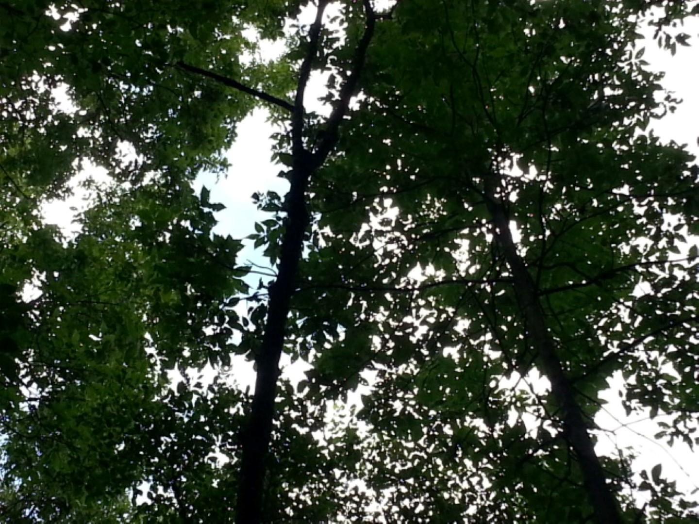 25.76 Acres Road Tazewell, TN 37879 - Photo 11 of 30 20160707_140655 (Medium) (Large)