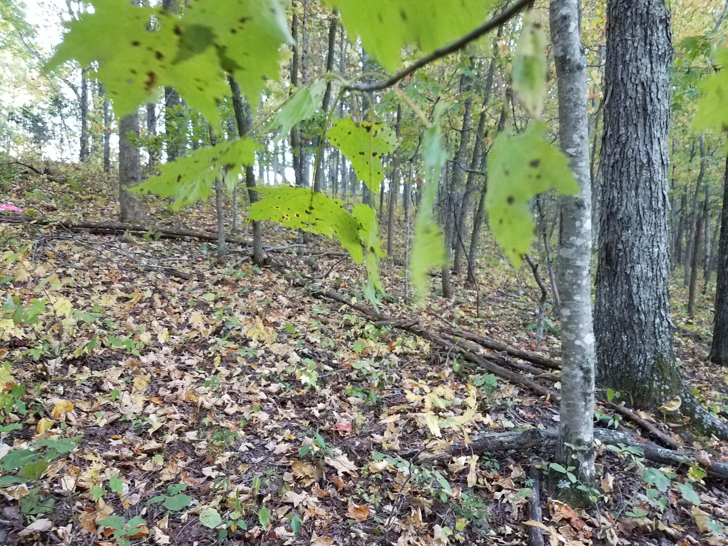 25.76 Acres Road Tazewell, TN 37879 - Photo 13 of 30 20161024_180721