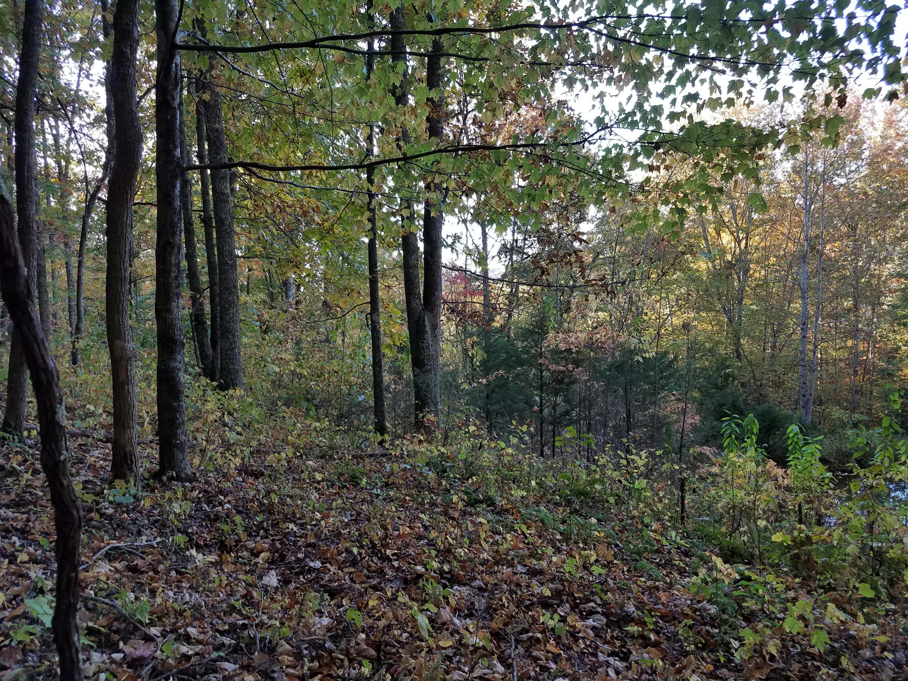 25.76 Acres Road Tazewell, TN 37879 - Photo 14 of 30 20161024_174856