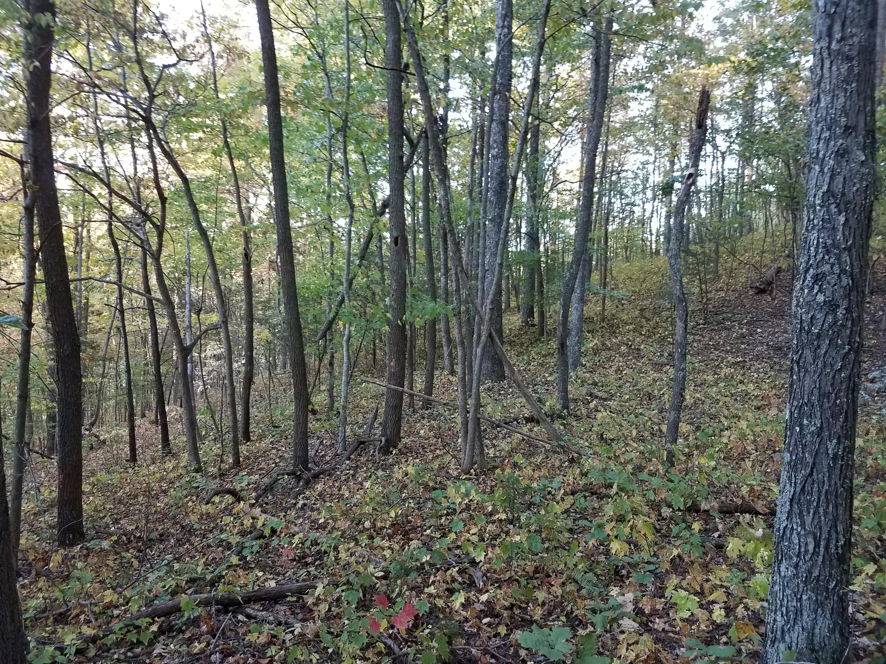 25.76 Acres Road Tazewell, TN 37879 - Photo 15 of 30 20161024_180013