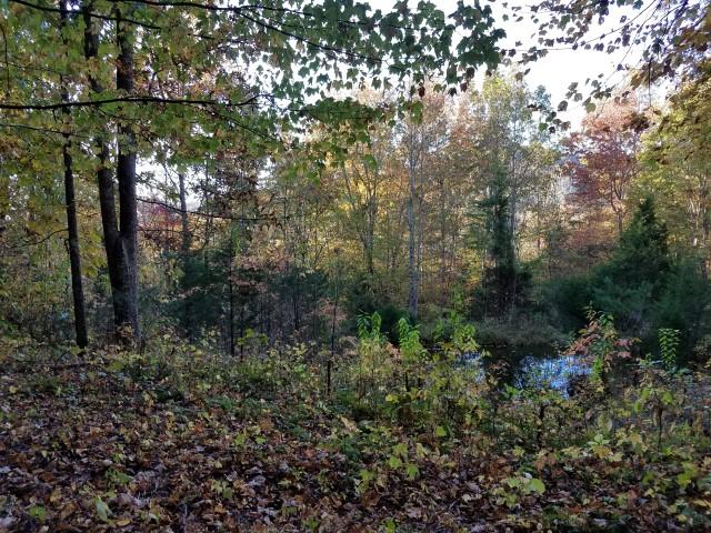 25.76 Acres Road Tazewell, TN 37879 - Photo 17 of 30 20161024_174858 (Small)