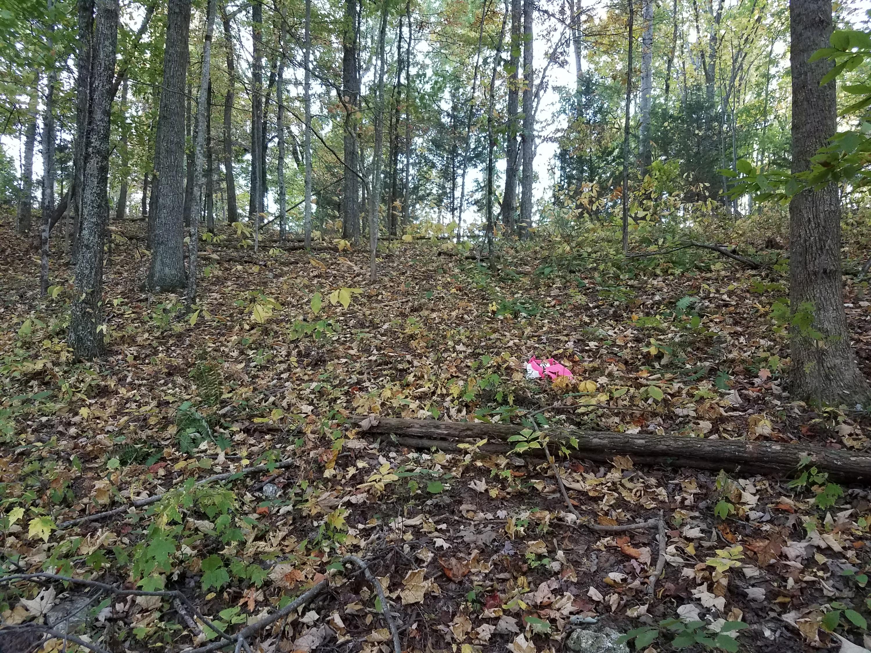 25.76 Acres Road Tazewell, TN 37879 - Photo 18 of 30 20161024_175949