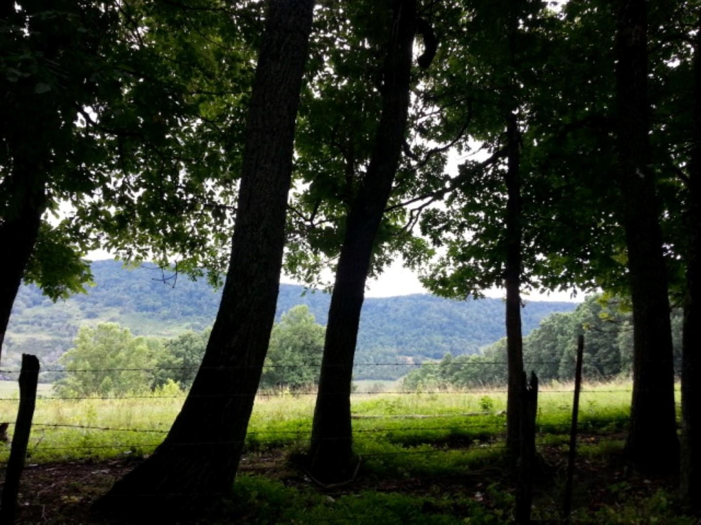 25.76 Acres Road Tazewell, TN 37879 - Photo 3 of 30 20160707_140054 (Medium) - Copy (Large)