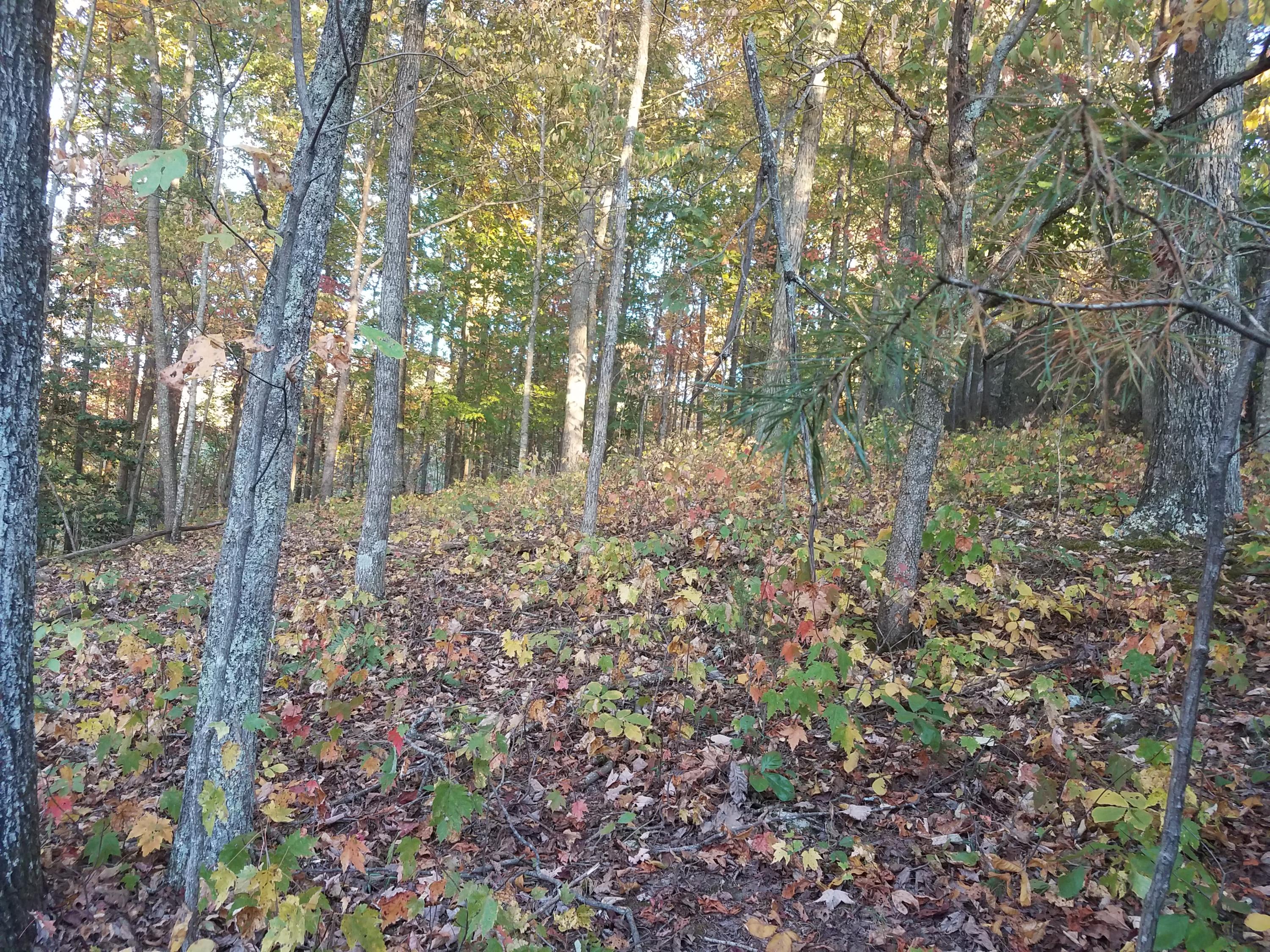 25.76 Acres Road Tazewell, TN 37879 - Photo 22 of 30 20161024_181834