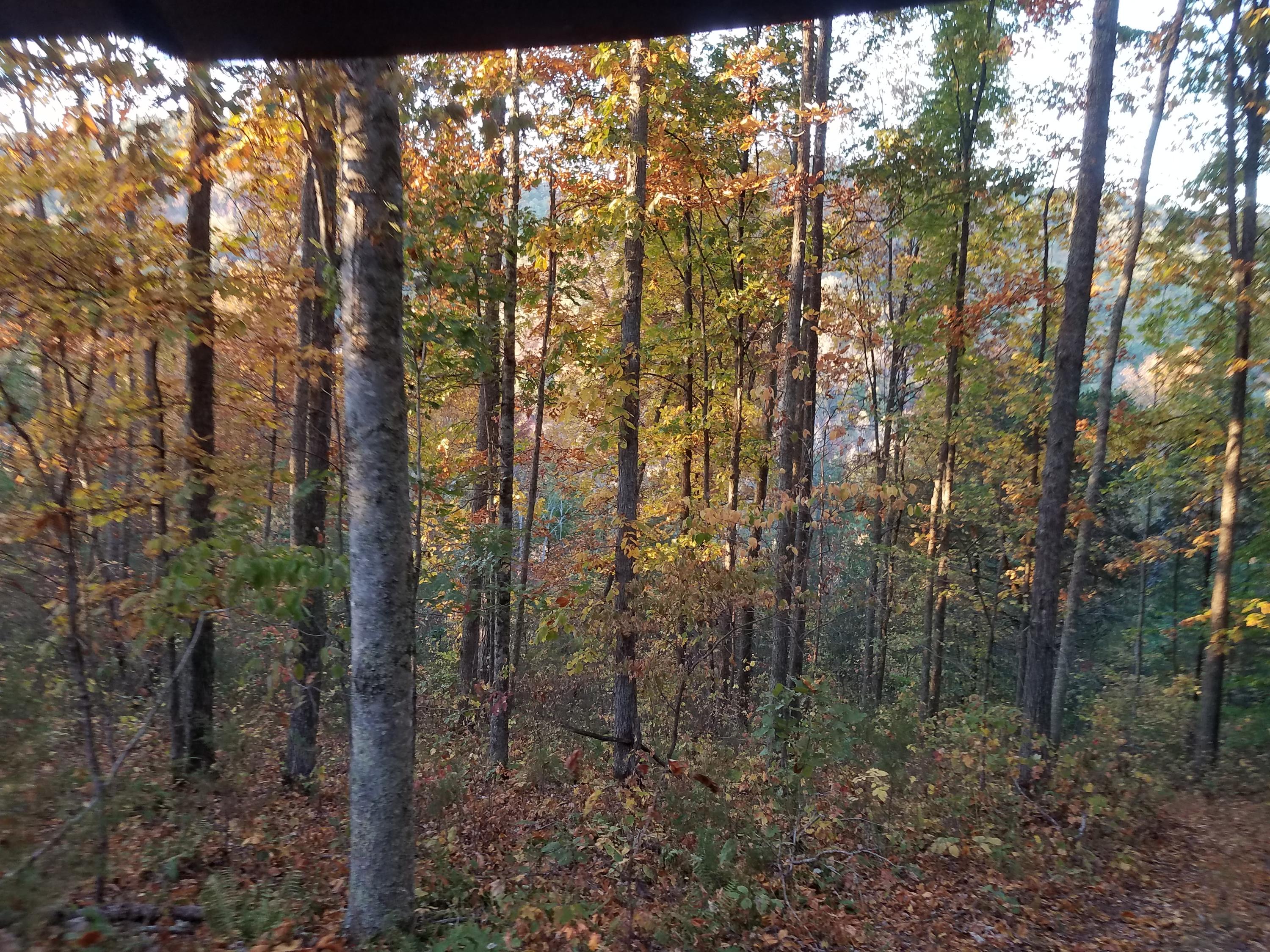 25.76 Acres Road Tazewell, TN 37879 - Photo 23 of 30 20161024_182012