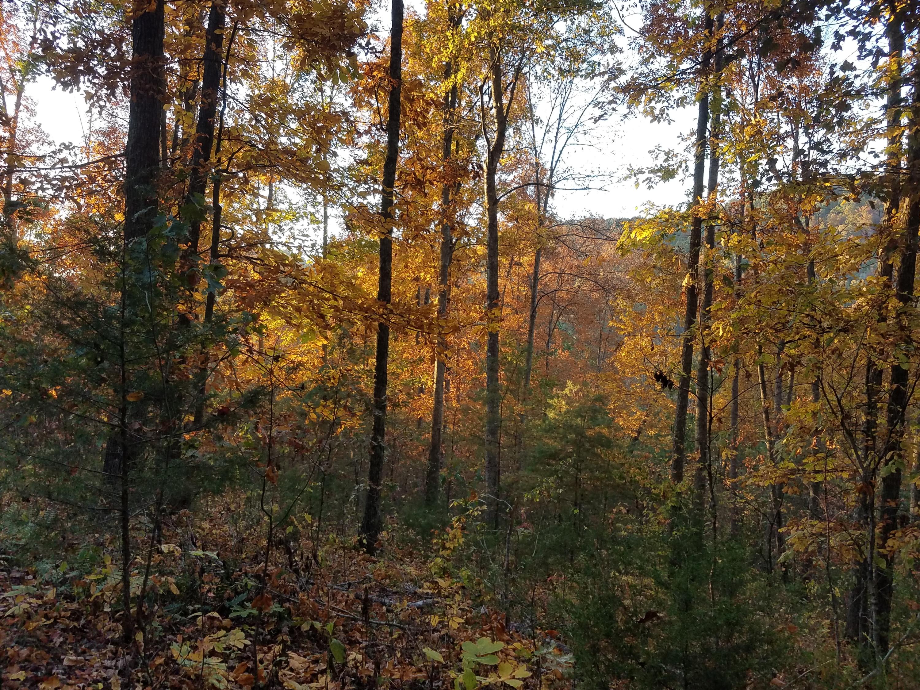 25.76 Acres Road Tazewell, TN 37879 - Photo 24 of 30 20161024_182006