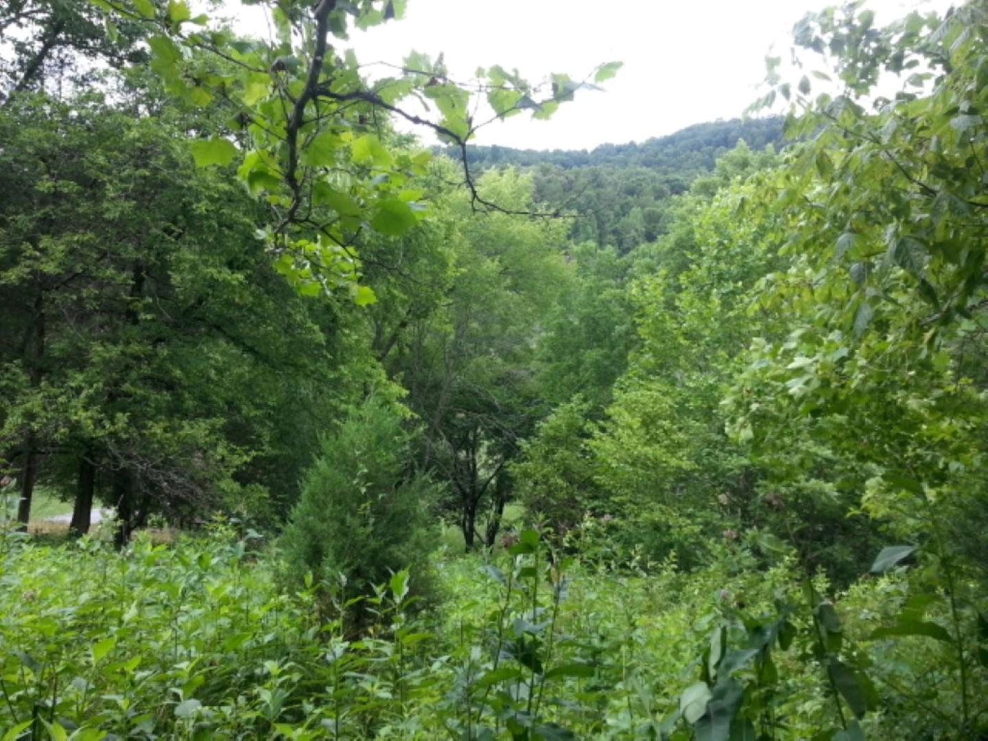 25.76 Acres Road Tazewell, TN 37879 - Photo 29 of 30 20160707_142714 (Medium) (Large)