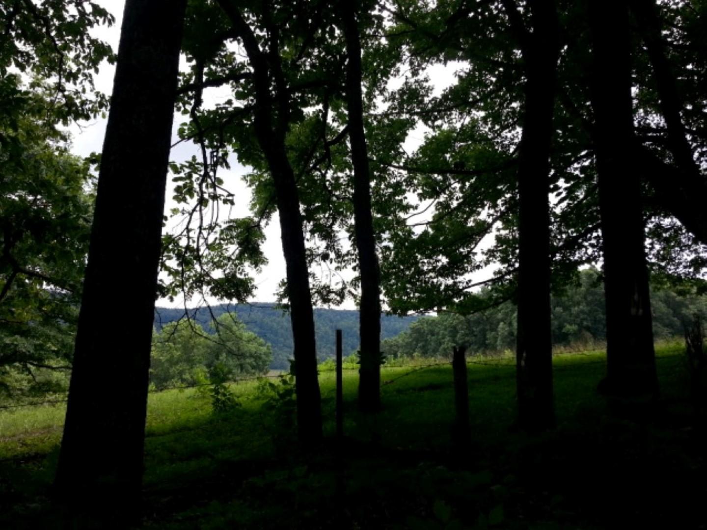 25.76 Acres Road Tazewell, TN 37879 - Photo 4 of 30 20160707_135955 (Medium) - Copy (Large)
