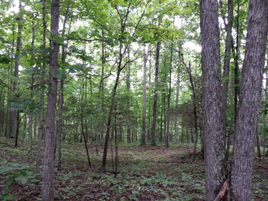 25.76 Acres Road Tazewell, TN 37879 - Photo 5 of 30 20160707_140202 (Medium)