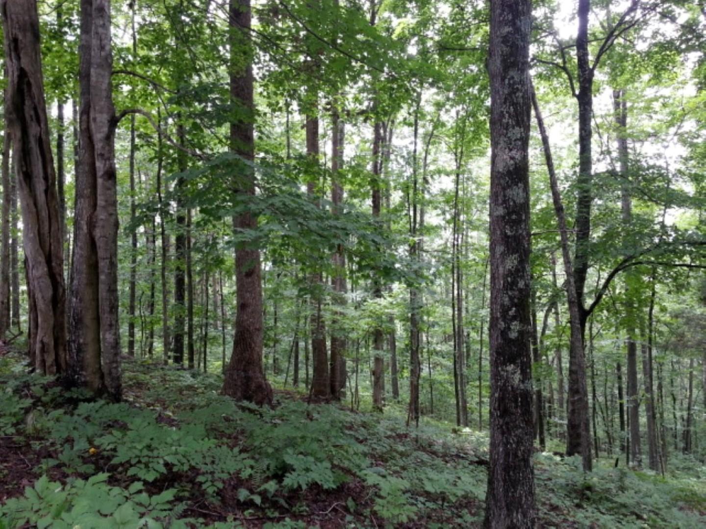 25.76 Acres Road Tazewell, TN 37879 - Photo 6 of 30 20160707_140545 (Medium) (Large)