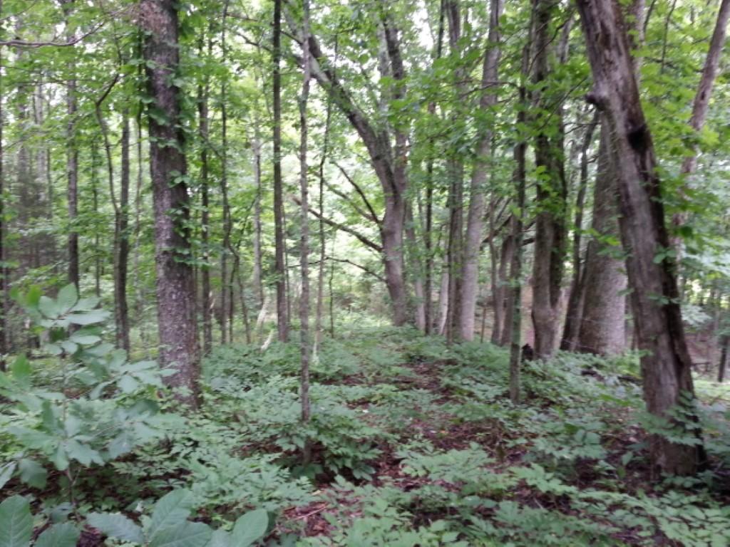 25.76 Acres Road Tazewell, TN 37879 - Photo 7 of 30 20160707_135937 (Medium)