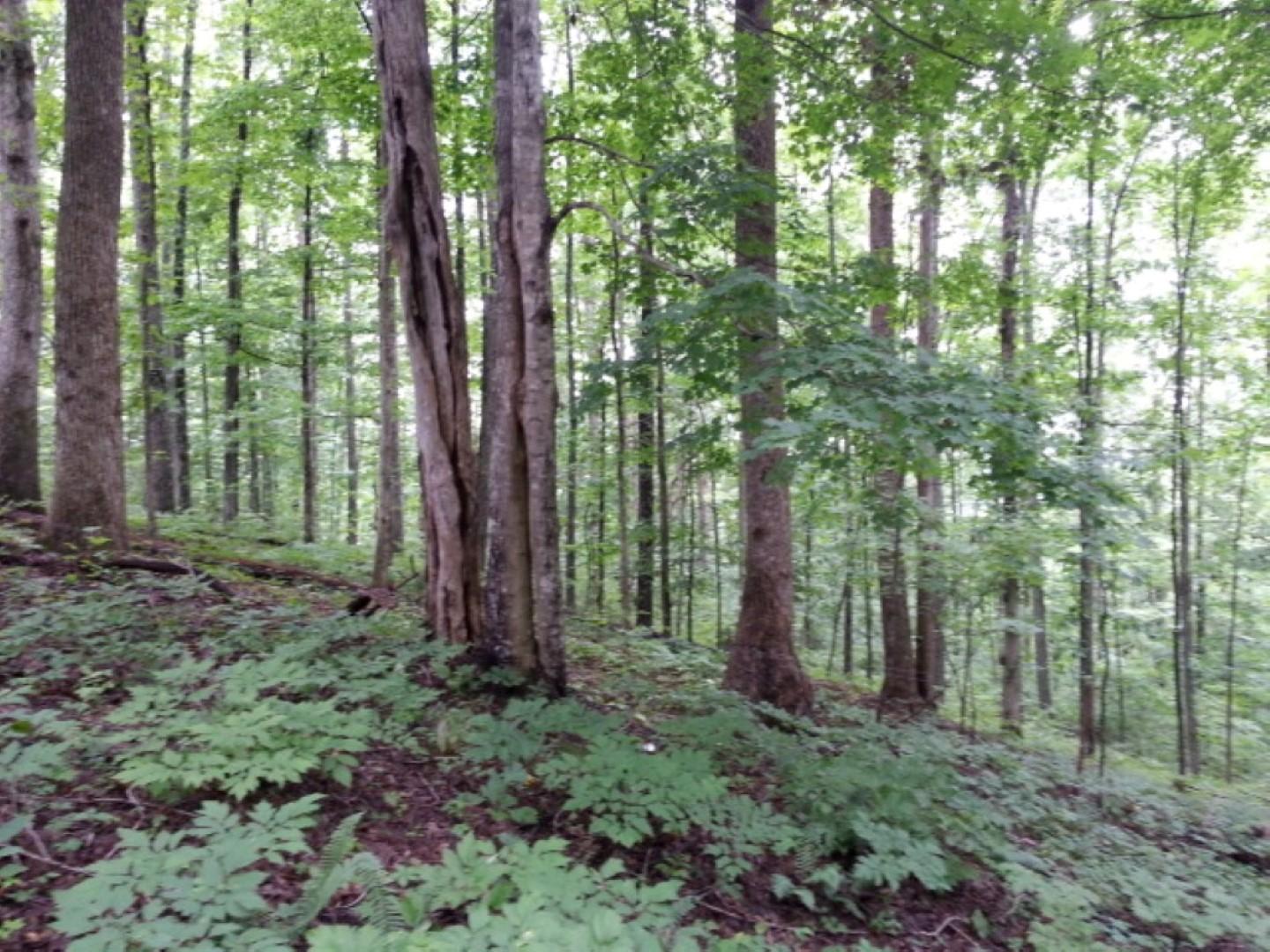 25.76 Acres Road Tazewell, TN 37879 - Photo 8 of 30 20160707_140600 (Medium) (Large)