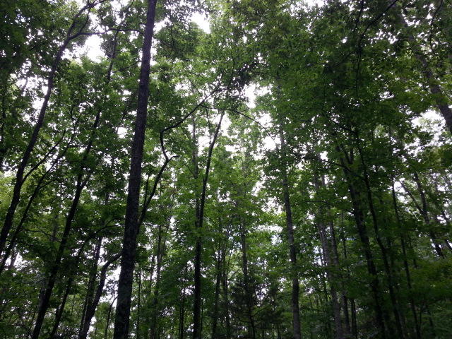 25.76 Acres Road Tazewell, TN 37879 - Photo 10 of 30 20160707_140707