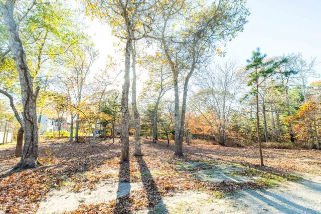 a view of yard with trees